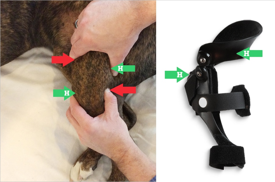 Side by side images. One image demonstrates the cranial drawer test for ACL tear in dogs, second image shows how a knee brace helps.