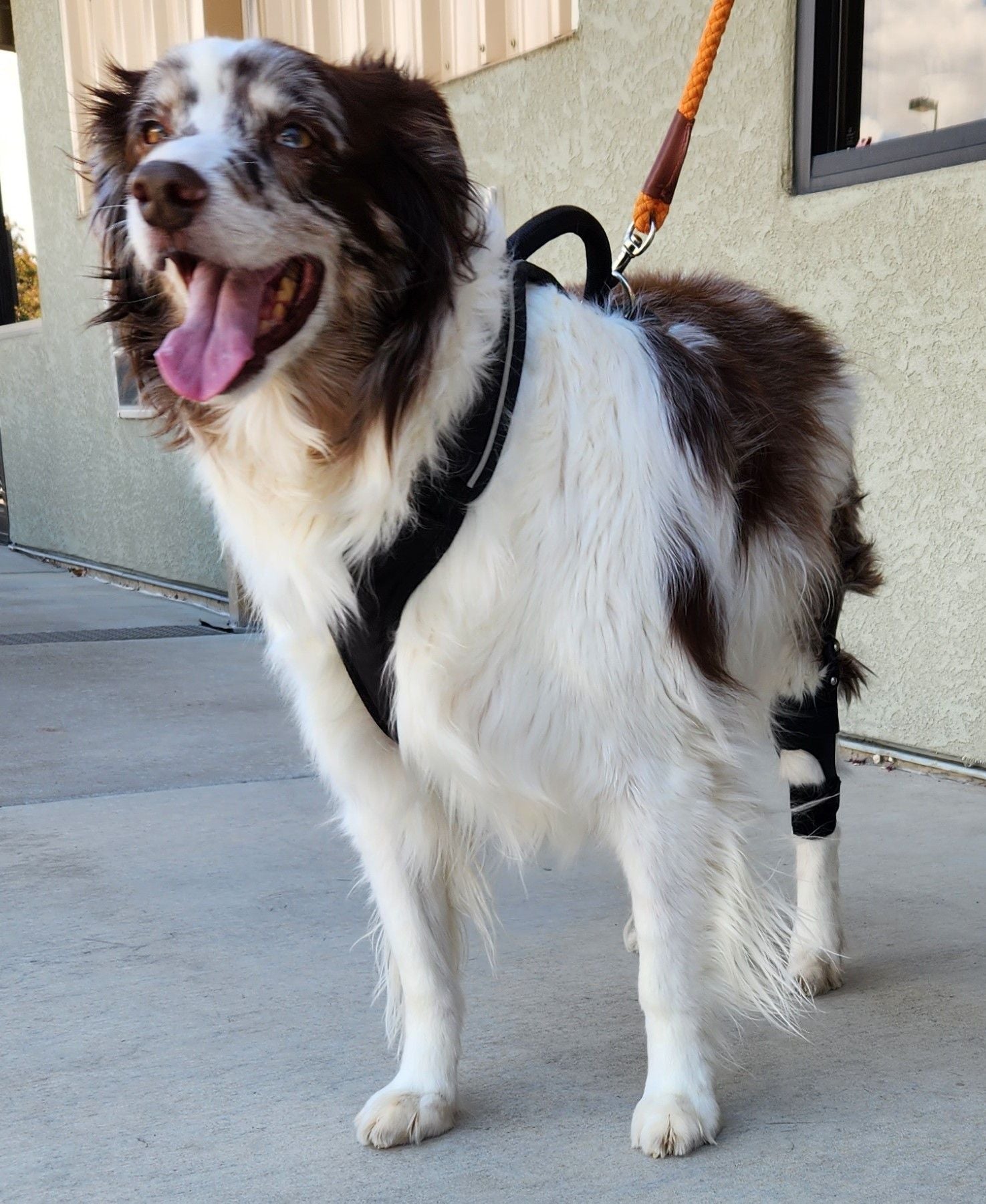 Australian Shepard wearing a Hero Brace stifle brace without a top strap