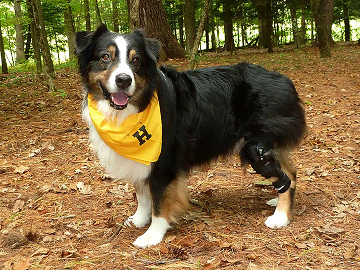 Bowa, an Australian Sheppard, wearing a yellow handkerchief and a dog knee brace from Hero Braces