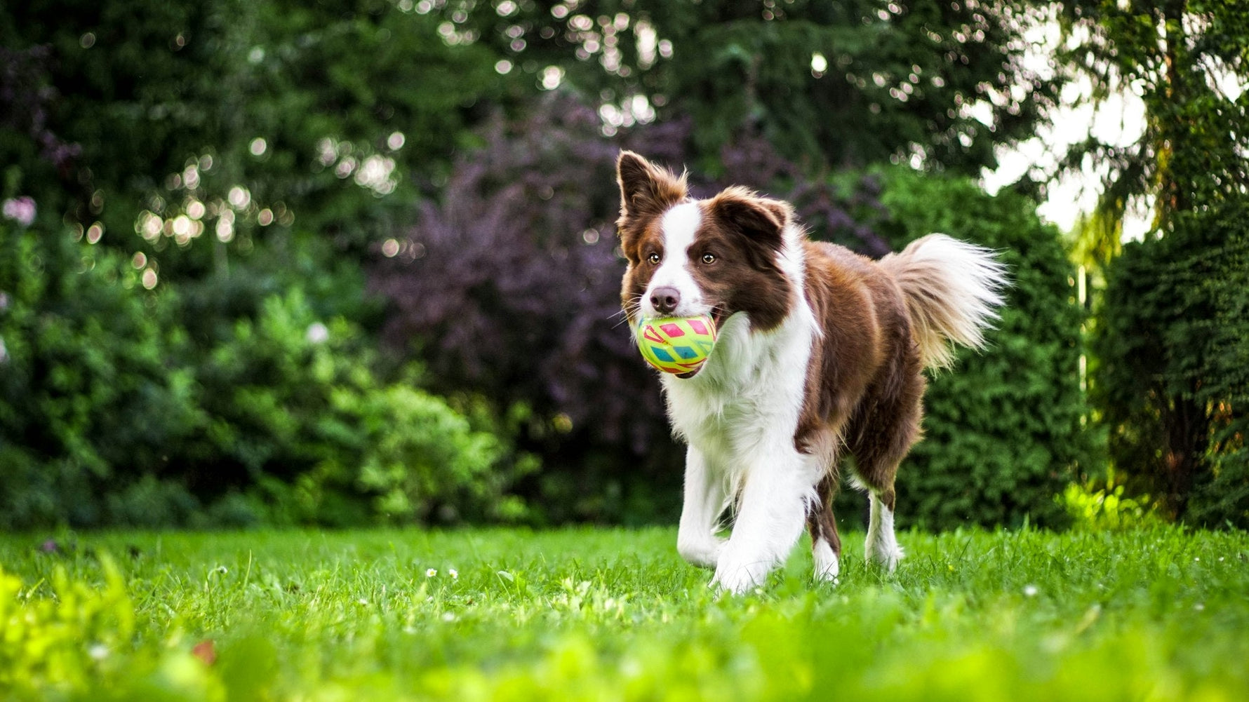 Border Collie running in yard with a ball in its mouth Photo by Anna Dudkova / Unsplash