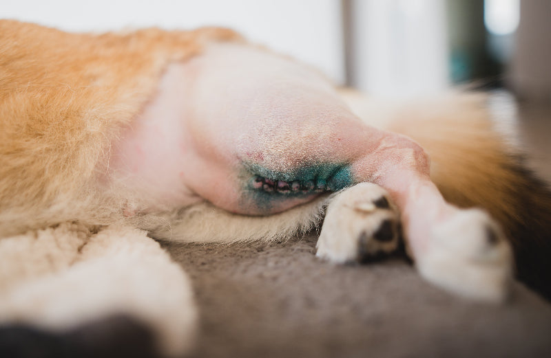 Dog with a bandaged paw on a blurred background