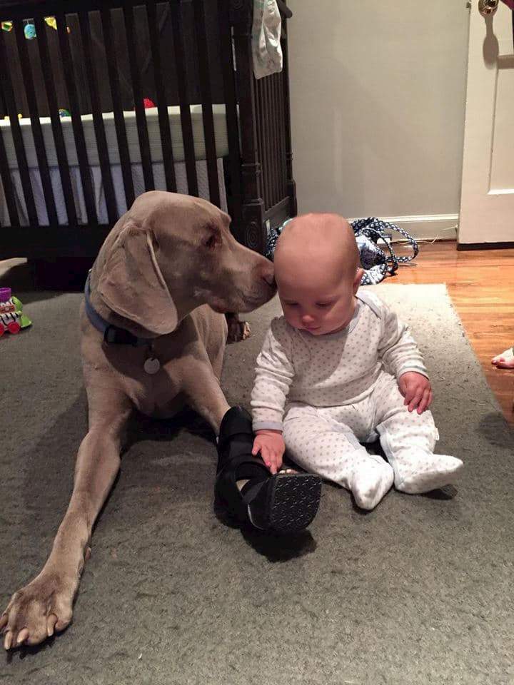 Dog kissing baby while baby touches dog's wrist brace