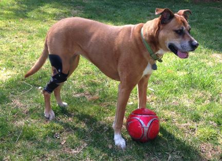 Dog wearing brace for torn ACL