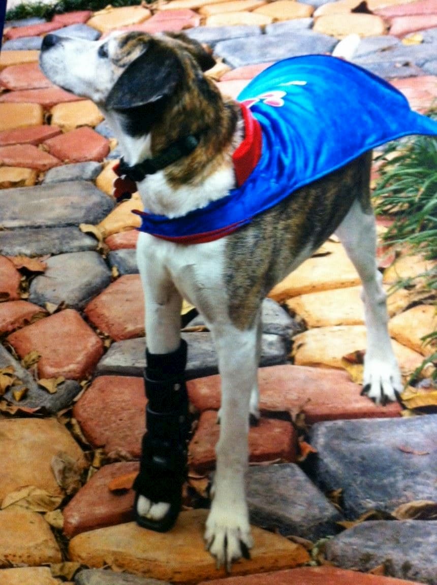 Dog wearing super hero cape and wrist brace walking on stone path