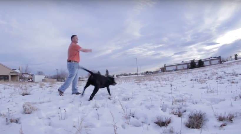 Dog playing fetch in snow with owner while wearing a dog tarsal brace