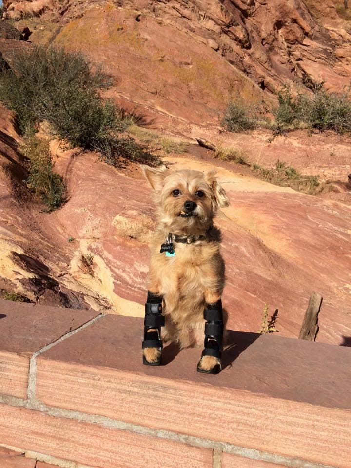 Dog with two wrist braces hiking at Red Rocks Amphitheater