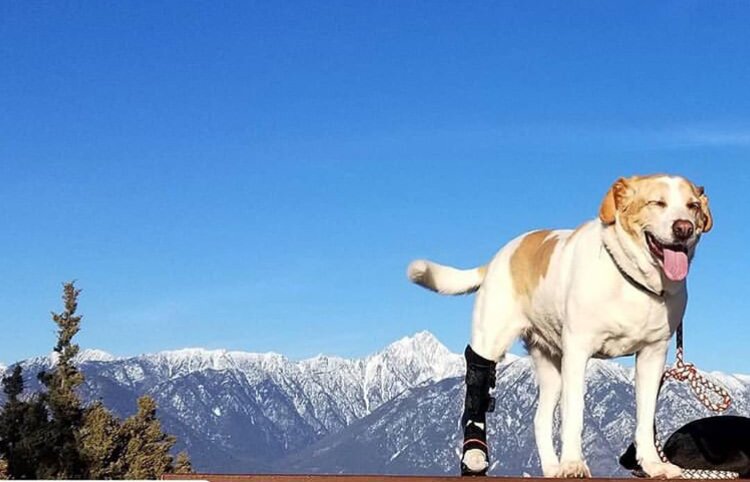 White dog standing on a table wearing a hero ankle brace in front of the mountains