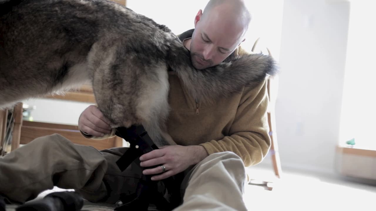 Orthotist putting a brace on a German Shepherd dog leg