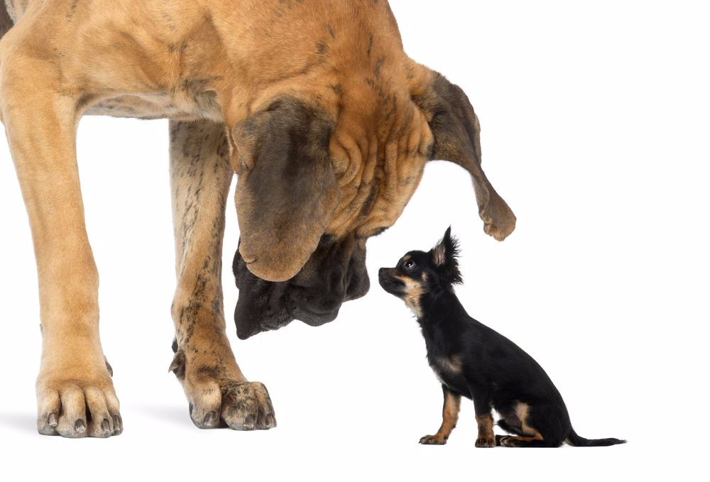 Great Dane and Chihuahua sitting next to each other