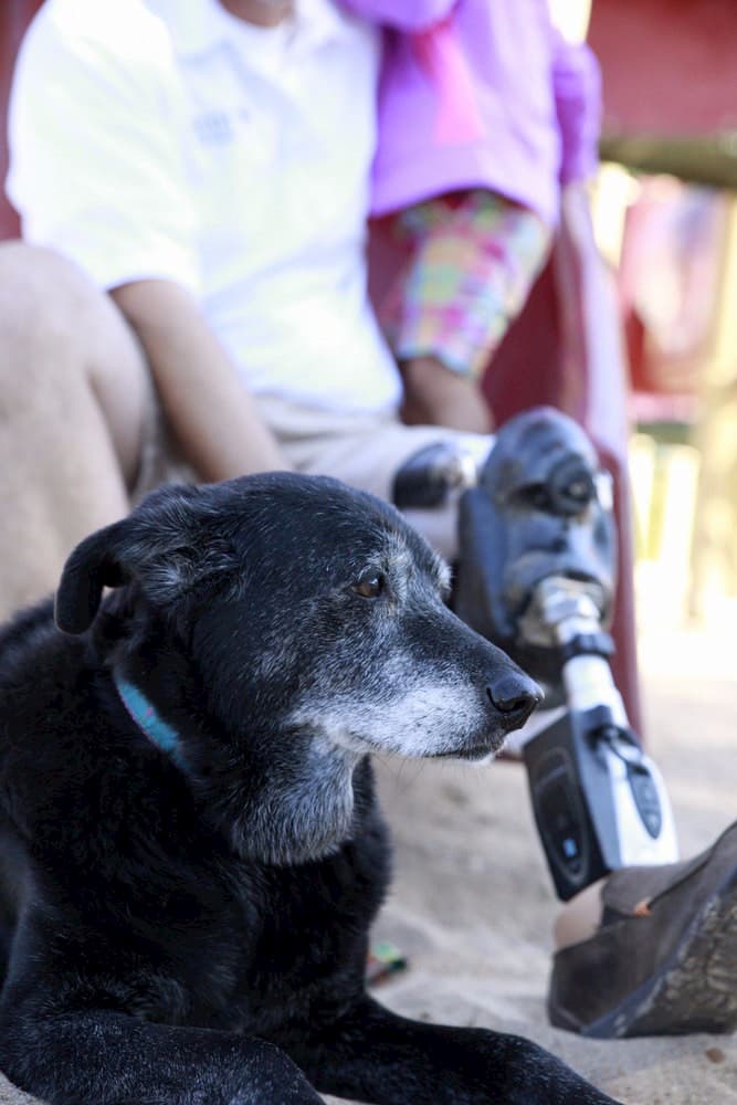 Dog Braces  Legs, NOT Teeth