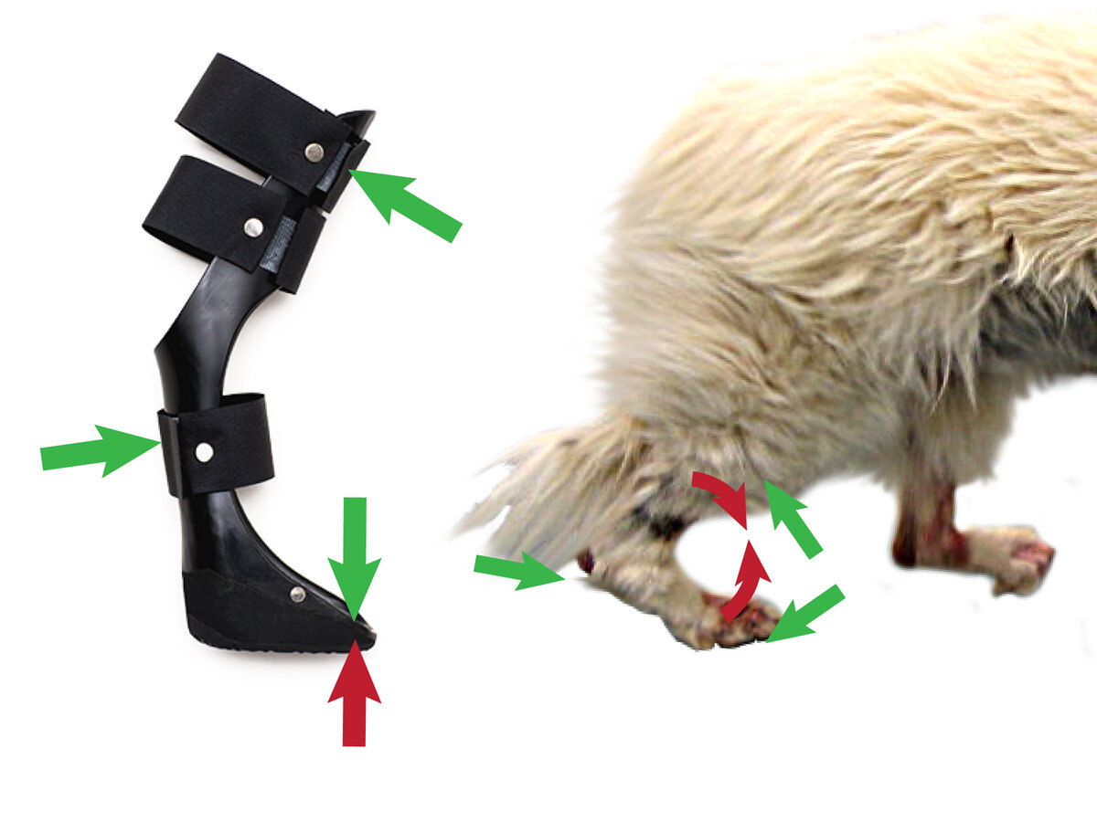 Infographic demonstrating the biomechanics of a dog ankle brace