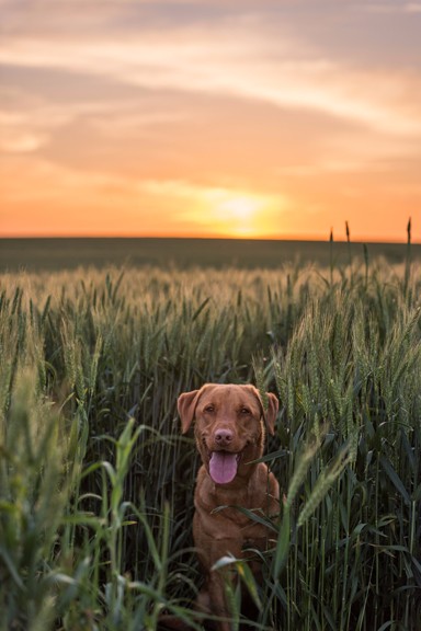 Dog Khloe in wheat field