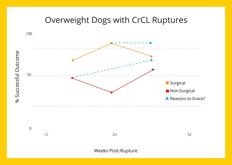 Infographic comparing Surgery, Conservative Management, and Braces for dogs with torn ACLs