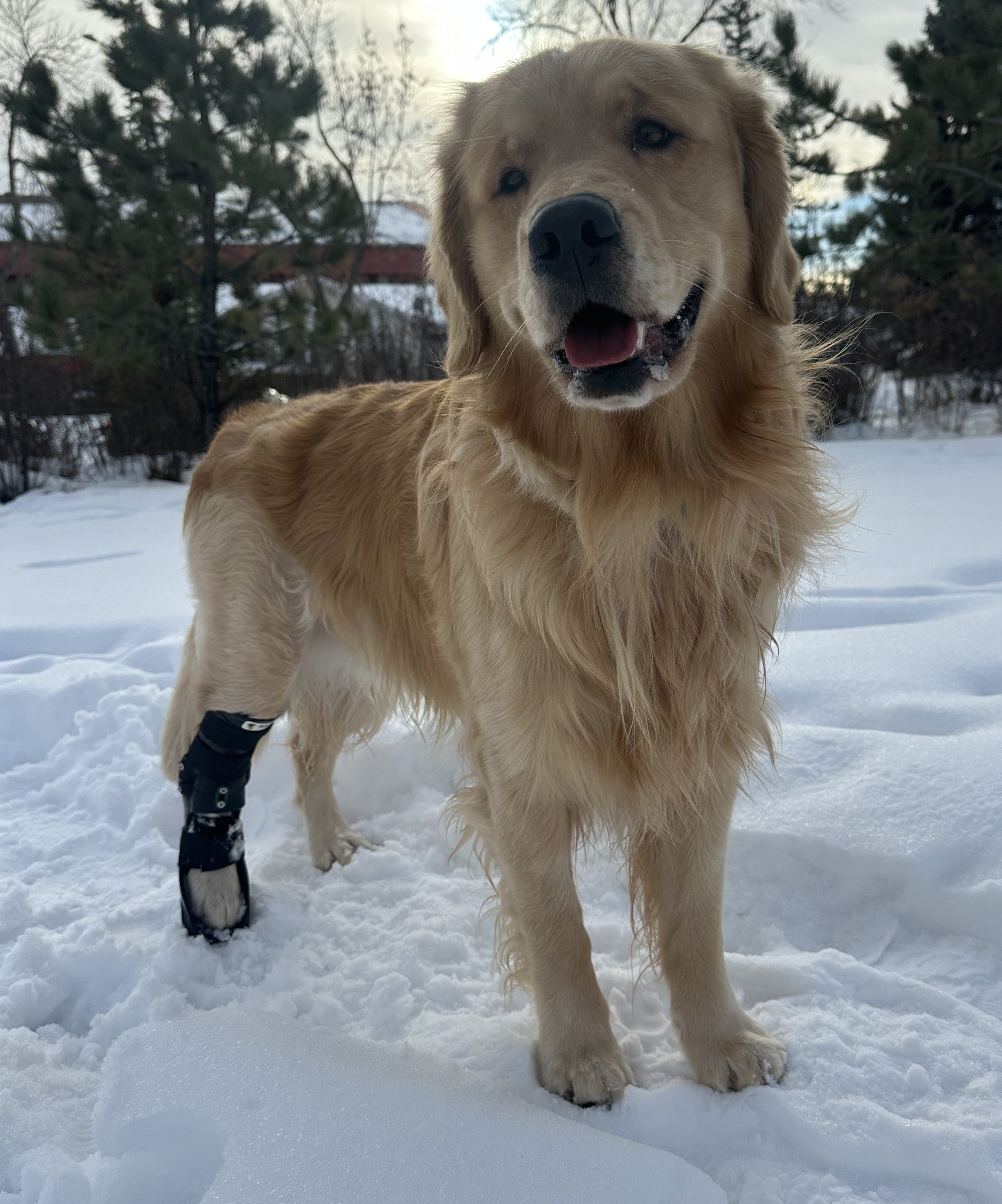 Golden Retriever standing in snow with a graduated hock brace