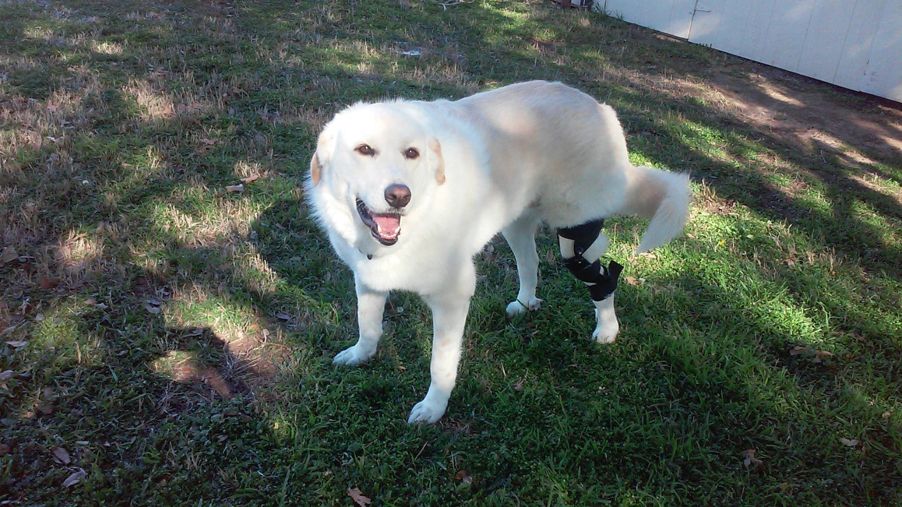 White Labrador dog wearing a stifle brace