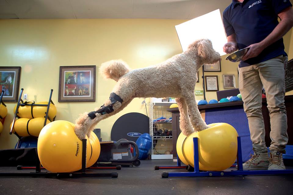 Poodle dog doing stretches on yellow exercise balls while wearing a knee brace for a torn CCL