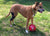 Dog playing with red ball while wearing a knee brace