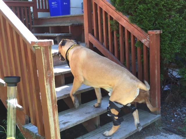 Dog with two knee braces walking up wooden stairs