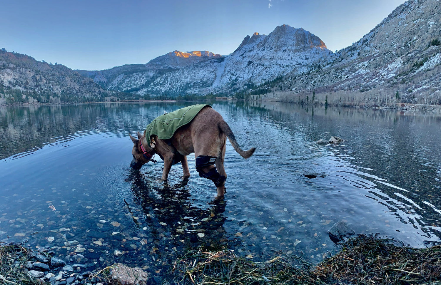 Dog standing in a lake with mountains in the background while wearing a stifle brace for a torn ACL