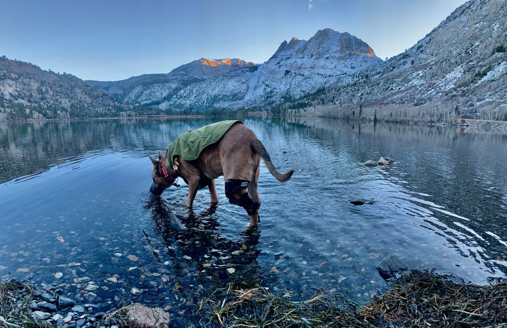 Dog standing in a lake with mountains in the background while wearing a stifle brace for a torn ACL