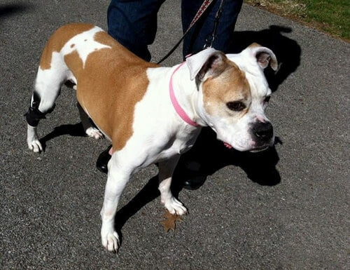 Brown and white dog on a leash walking on a paved path wearing a hero stifle brace