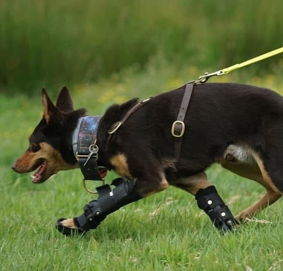 Dog wearing a harness and Hero carpal braces while running on grass