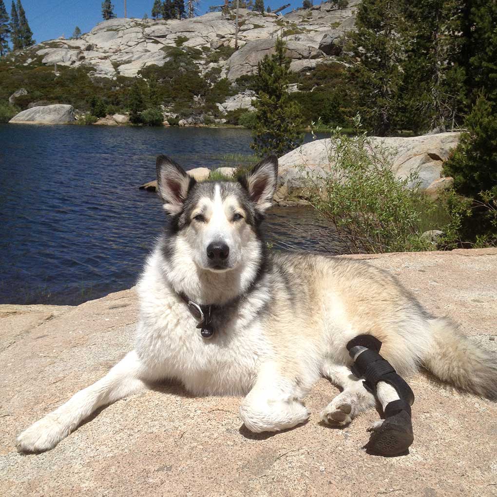 Dog with a braced paw lying on a rock by a lake