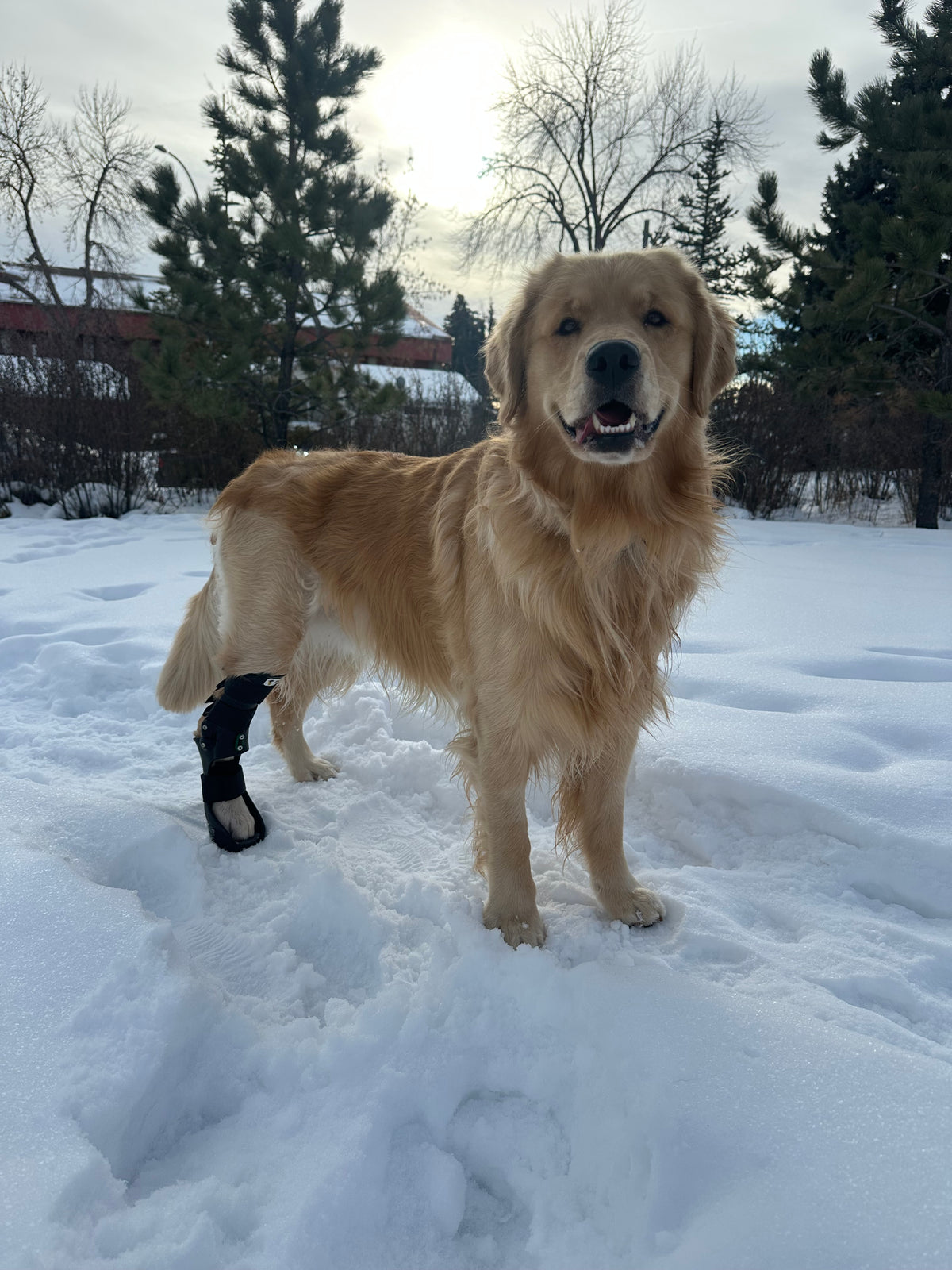 A dog standing on a snowy ground with trees in the background, while wearing a Hero Ankle brace for a torn Achilles stendon