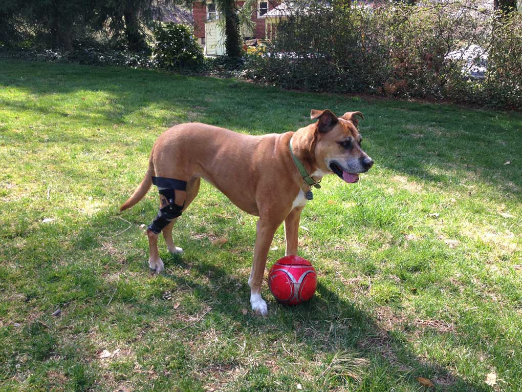 Dog with a protective knee brace standing on grass next to a red ball
