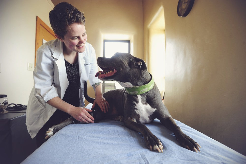 Vet petting a large black dog on a bed in a room.