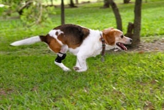 three legged jack russell terrier dog running with a Hero Knee Brace