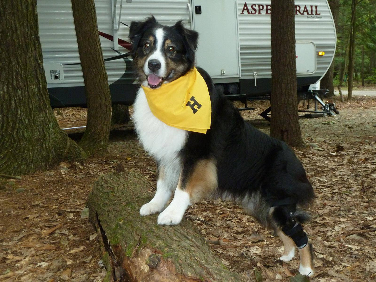 A dog wearing a bandana with the text 'HERO BRACES' standing in front of a recreational vehicle. also wearing a Hero stifle brace on back leg