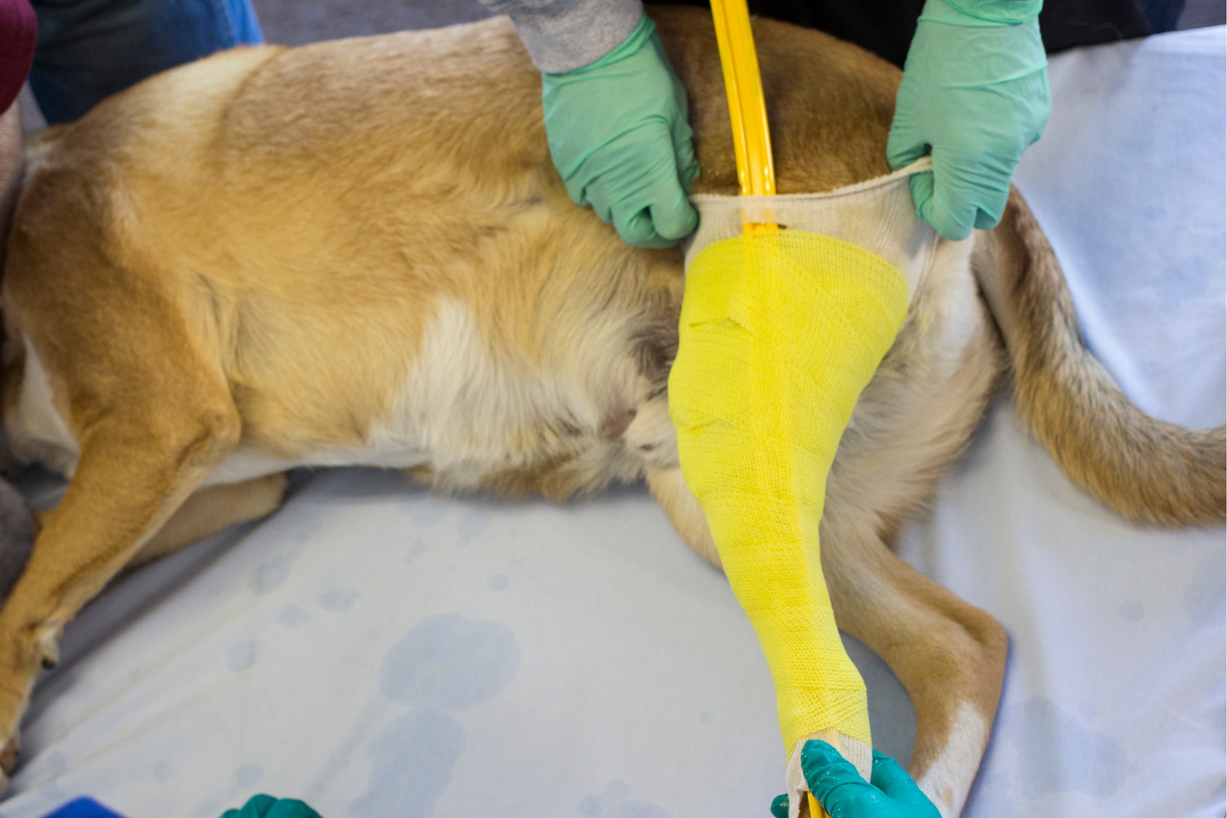 Dog with a cast on leg for hero leg brace